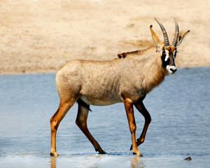 Roan in the water in Zimbabwe., Africa