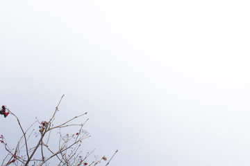 Birch branches on a gray sky background. Winter Hold Day. Ripe mountain ash branches.