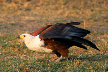 African Fish Eagle getting ready to fly on the shore of the Chobe River in Botswana, Africa