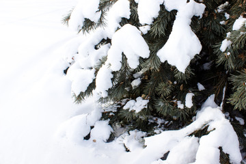 Winter in the park. Snow on the spruce branches.