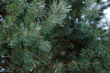 Background of Christmas tree branches.