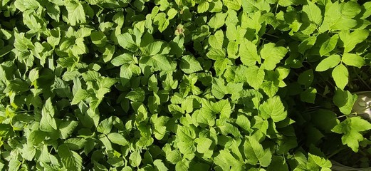green leaves background