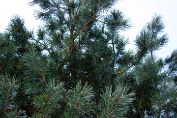 Background of Christmas tree branches.