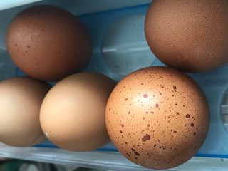 an eggs with brown dot on the shell  in the fridge container