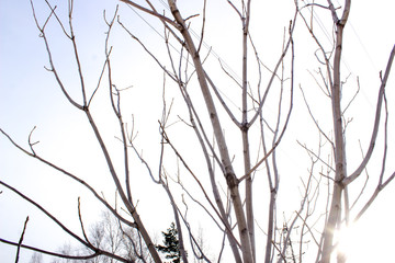 Tree branches on a light background. Early spring. branches without leaves. 
