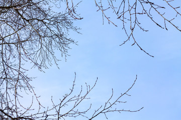 blue sky with tree branches without leaves. Beautiful sky on a winter day.