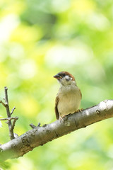 wild bird sparrow is on branch