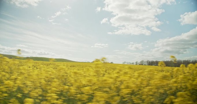Vast Horizon of Yellow Fields with Canola Plants in Jutland, Denmark
