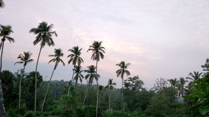 Countryside palmtrees and sunrise sky