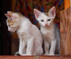Fototapeta na wymiar Two cute kittens posing for the click