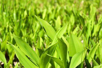 spring bright green lily of the valley field closeup