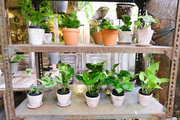Pots and plants Placed on the shelf for decoration