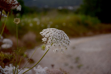 dandelion in the grass