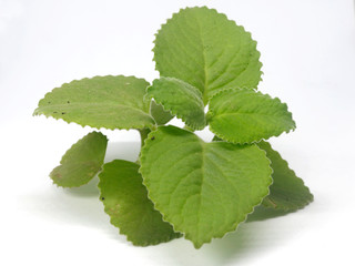 Thick leaves Indian borage herbal leaves also called  dodda patre , Mexican mint. It is used for Ayurveda medicine