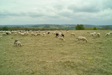 Schafherde