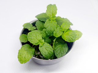 Fresh green pudina or mint herbal plant leaves has aromatic incense. Also known as menthol, spearmint.