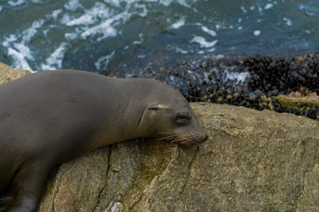 Fototapeta premium Pacific sea lions sitting on coastal rock jetty