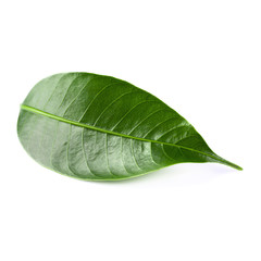 Green Leaf Isolated over a white background.