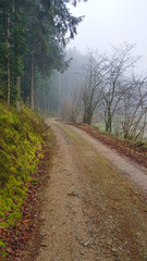 Hiking trail in a Bavarian forest with green trees through the fog
