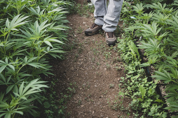 Man Wearing Boots Working in a Cannabis Nursery with Marijuana Clones
