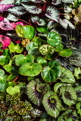 begonia plants with colorful leaves