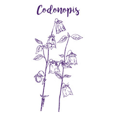 Sketch hand drawn flower of codonopis, natural organic aroma herbs isolated on white vector illustration. Herbs and flowers for medicine, oils, aromatherapy.