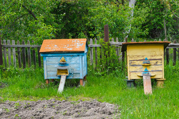 Bee hives in the garden. Apiculture concept, honey industry.