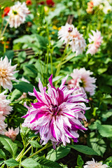 Obraz premium dahlia flowers in the garden