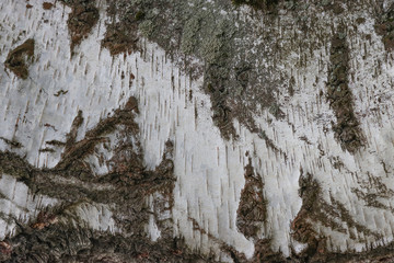 Bark of a birch tree.