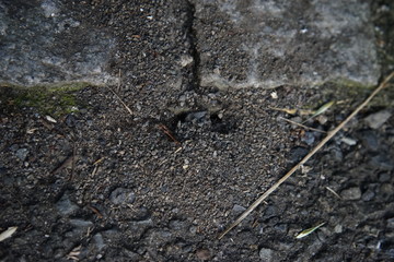 アリの巣
