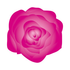 beautiful rose flower plant isolated icon