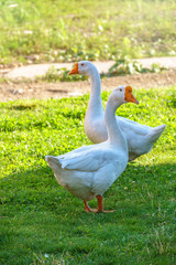Naklejka na ściany i meble Two white big geese peacefully walking together in green grassy lawn on bright sunny day. Domestic goose, greylag goose or white goose, Anser cygnoides domesticus.