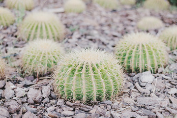 Ball shaped cactus in outdoor garden. Barrel cactus. Gardening concept