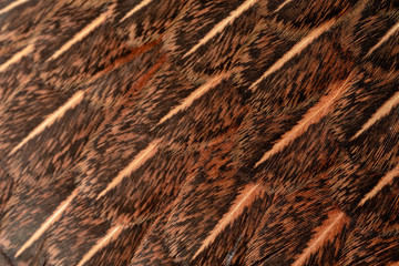 A chicken feather close up with feathers arranged in a stack © ณัฐวุฒิ เงินสันเทียะ