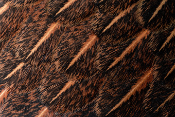 A chicken feather close up with feathers arranged in a stack