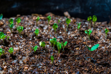 Seedlings of salads that do not germinate for a long time