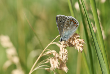 A beautiful Common Blue Butterfly, Polyommatus icarus, perching on the seed head of grass in a meadow.