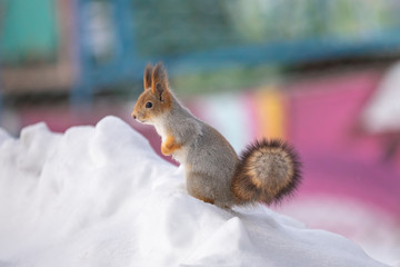 A squirrel sits in snow in a park.