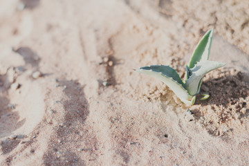 Small agave growing in desert sand. Decorative plant. Succulent cultivation