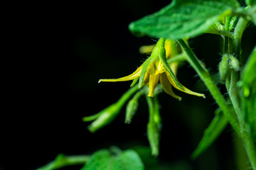 The flowers of the tomato tree at night.