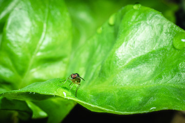 Flies(Drosophila melanogaster) on the leaves of Watercrest.