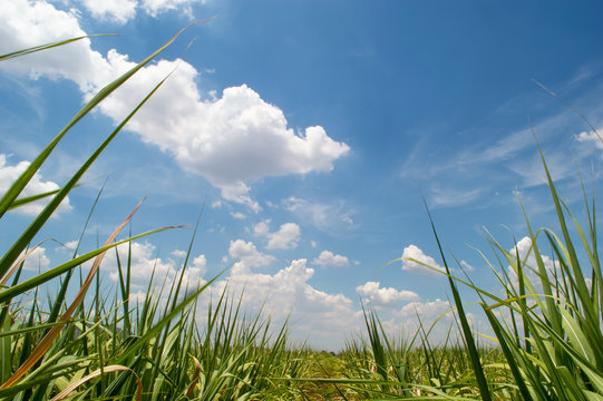 cane plant and blie sky with cloud