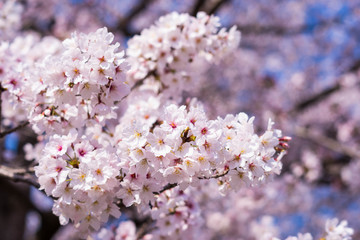 桜の季節