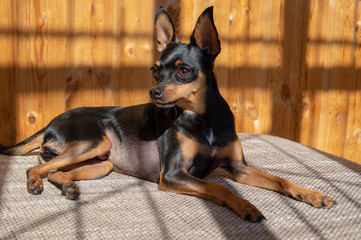 portrait of a black dog