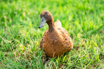 Khaki Campbell ducks that enjoy walking on green grass....