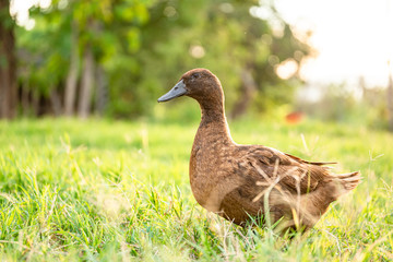 Khaki Campbell ducks that enjoy walking on green grass....