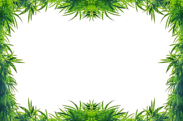 Fototapeta na wymiar frame of bamboo leaf isolate on white background