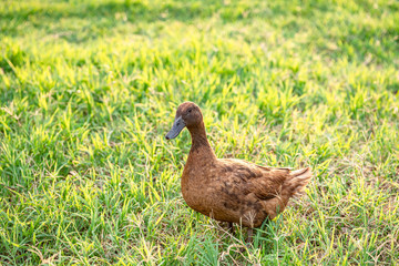 Khaki Campbell ducks that enjoy walking on green grass....