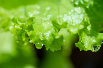 Close-up of leaves of moist salad vegetables