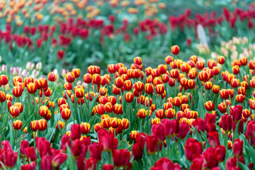 Beautiful colorful red and yellow tulips background. Field of spring flowers. Flower bed tulips in Danang, Vietnam